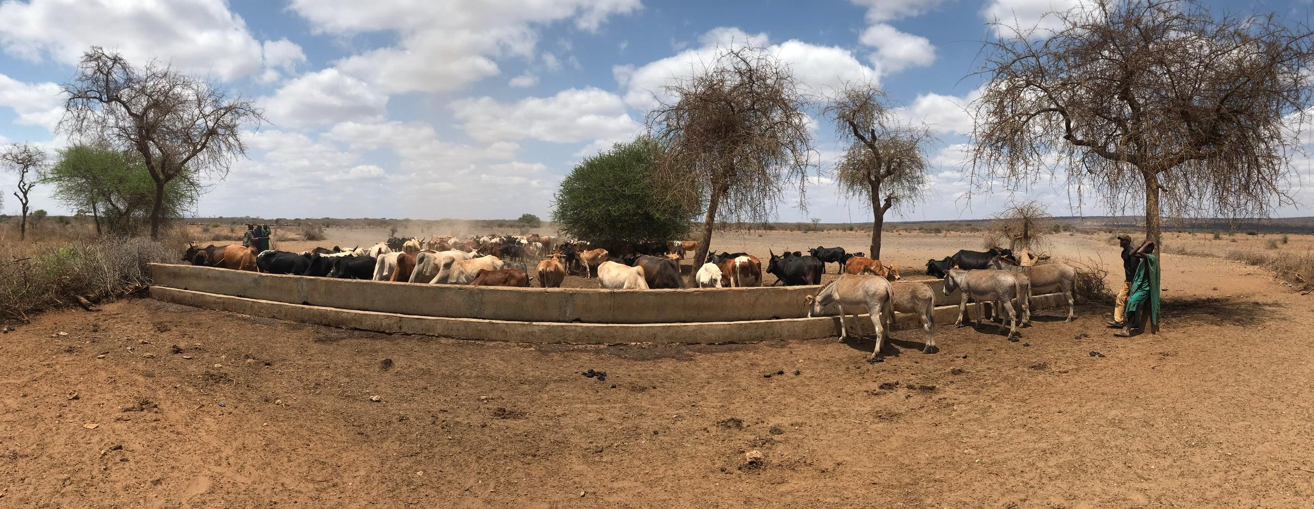 Panoramic view of the savanna land with cows and donkeys drinking water on a sunny day, symbolizing OMASI's rural focus.